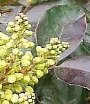 Oregon grape flower