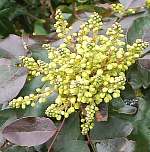 Oregon grape