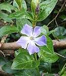 Periwinkle flower