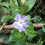 Periwinkle