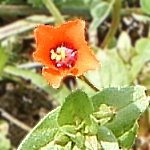 Scarlet pimpernel