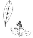 Privet leaf