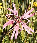 Ragged robin flower