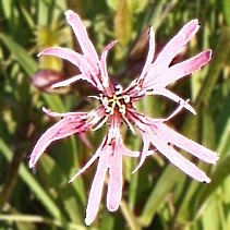 Ragged robin