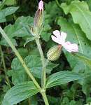 Red campion flower