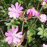 Red campion