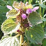 Red dead-nettle