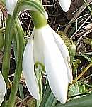 Snowdrop