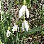 Snowdrop