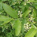 Spindle leaves