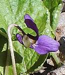 Sweet violet flower