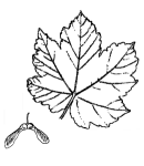 Sycamore