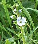 Speedwell flower