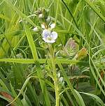 Thyme-leaved speedwell