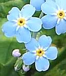 Water forget-me-not