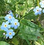 Water forgetmenot