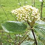 Wayfaring tree leaves and bloom