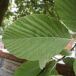 Whitebeam