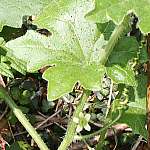 White bryony leaf and flower