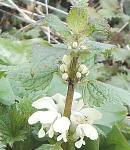 White dead nettle