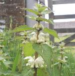 White dead nettle