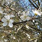 Wild cherry bloom