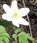 Wood anemone