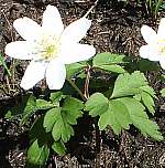 Wood anenome