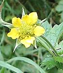 Wood avens