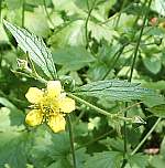 Wood avens