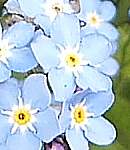 Wood forget-me-not