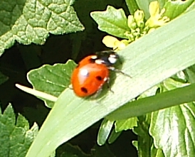 7-spot ladybird