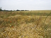 Wild flowers in bloom - July 2007