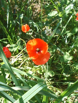 Red poppy