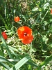 Red poppy flower