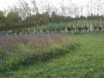 Uncut meadow