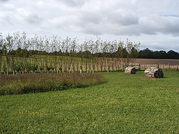 Uncut meadow