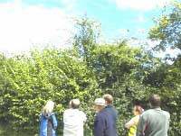 People surveying a hedge