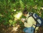 Identifying toadstools