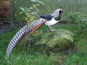 Lady Amherst's Pheasant