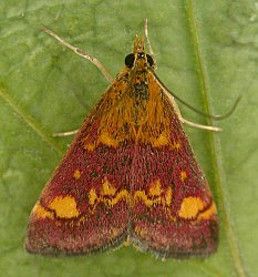 Pyrausta aurata