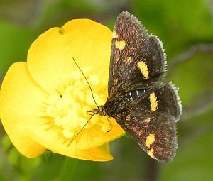 Pyrausta aurata on buttercup