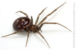 Steatoda grossa