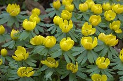 Winter Aconite