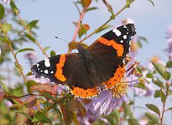 Red admiral butterfly