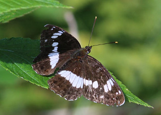 White Admiral