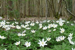 Wood Anemone, Anemone nemorosa