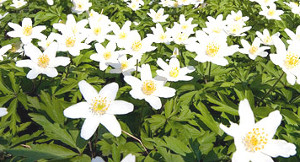 Wood Anemone