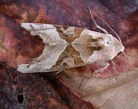 Sulphur Tuft