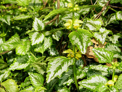 Variegated Yellow Archangel